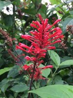 odontonema-tubaeforme