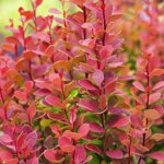 berberis-t-orange-rocket