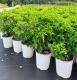 prunus-lusitanica-angustifolia-vaso-19