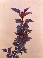 physocarpus-black-light