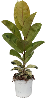 ficus-elastica-schrijveriana