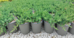 juniperus-rigida-blue-pacific-conferta