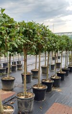 photinia-x-f-red-robin-12-fusto