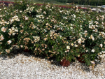 rosa-meilland-popcorn-drift