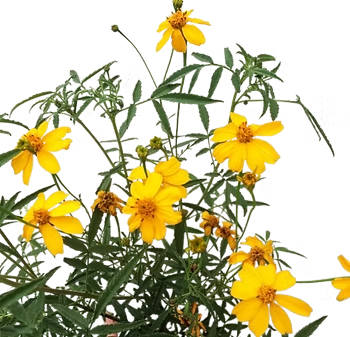imgi_1_cae3d9_aa3acf7f9085483fb73b15a92580a462~mv2.png imgi_1_cae3d9_aa3acf7f9085483fb73b15a92580a462~mv2.png