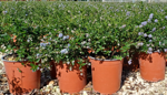 ceanothus-thyrsiflorus-repens