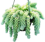 sedum-morganianum