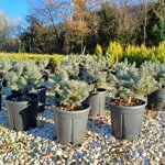 picea-pungens-glauca-globosa