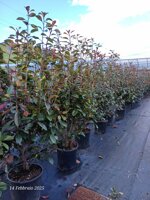 photinia-x-fraseri-red-robin