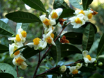 camellia-sinensis