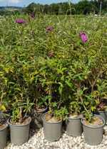 buddleia-d-royal-red