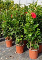 dipladenia-sanderi-a-3-canne