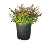 abelia-chinensis-edward-goucher