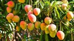 mango-mangifera-indica