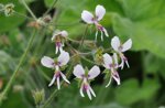 pelargonium-tomentosum