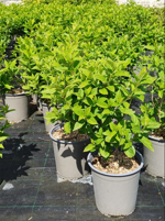 hydrangea-paniculata-limelight