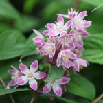 deutzia-tourbillon-rounge