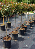 photinia-x-f-red-robin-nana-12-fusto