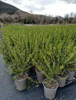 phillyrea-angustifolia