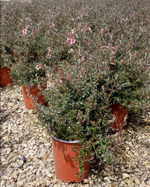 leptospermum-mesmer-eyes
