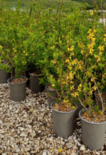 forsythia-x-intermedia-lynwood