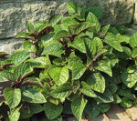 plectranthus-purpuratus