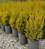 cupressus-macrocarpa-goldcrest