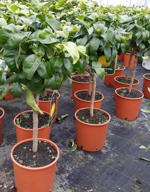 pompelmo-citrus-paradisi