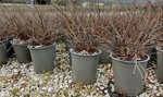 cotoneaster-horizontalis