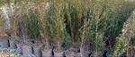 ligustrum-sinense
