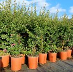 pyracantha-koidzumii-mohave