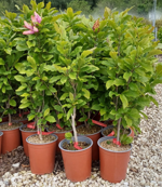 magnolia-stellata-susan