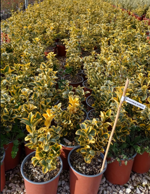 euonymus-j-elegantissimus-aureus