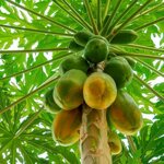 papaya-carica-papaya