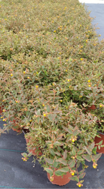 hypericum-x-moserianum-tricolor