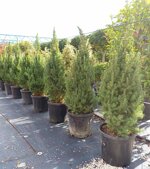 picea-glauca-conica-albertiana