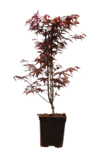 acer-palmatum-rosso-skeeters-broom-vaso-19