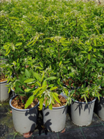 lespedeza-thun-desmodium-pend