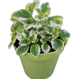 plectranthus-incenso