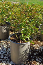 rosa-kordes-innocencia