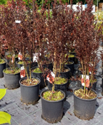 lagerstroemia-indica-purpurea