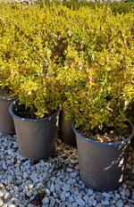 euonymus-fortunei-emerald-n-gold
