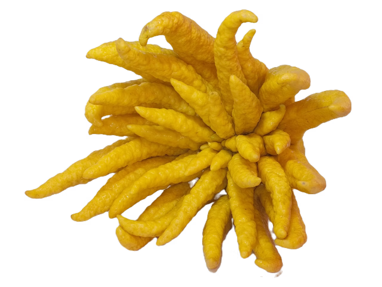 MANO DI BUDDHA - LIMONE CON LE DITA MANO DI BUDDHA - LIMONE CON LE DITA