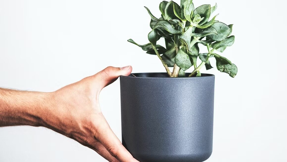 imgi_6_image by feey.jpeg