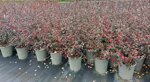 cotoneaster-franchetii
