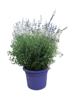 salvia-cham-isochroma