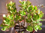crassula-ovata