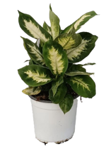 dieffenbachia-camilla
