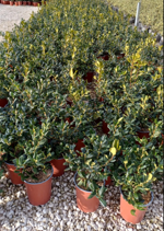 ilex-myrtifolia-nellie-r-stevens-vaso-19