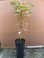 acer-palmatum-butterfly